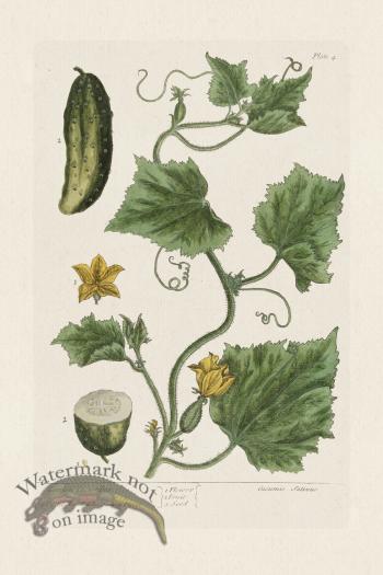 BEE 004 Garden Cucumber